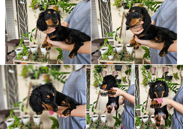 Jual Pure Longhair Dachshund