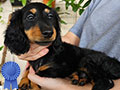 Jual Pure Longhair Dachshund