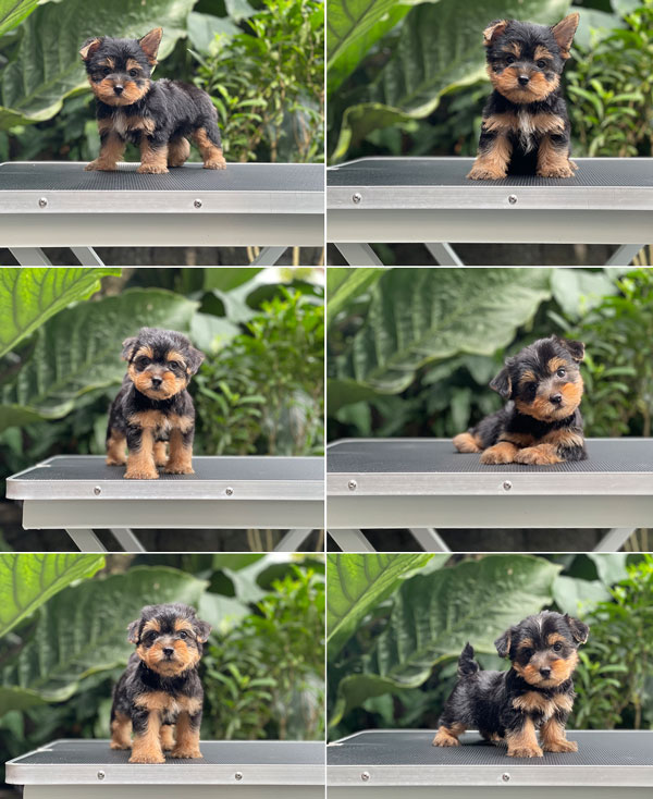 For Sale Puppy Super Mini Yorkshire Terrier