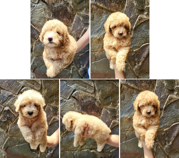 Jual Poodle Warna Apricot