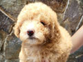 Jual Poodle Warna Apricot
