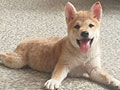 For Sale Shiba Inu Puppy