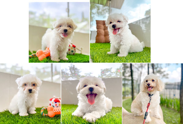 Jual Anjing Maltese