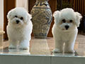 Dijual 2 Ekor Jantan Bichon Frise Good Quality