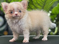 For Sale Puppy Mini Male Chihuahua Long Hair