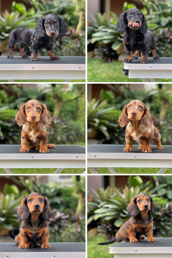 For Sale Puppy Long Hair Miniature Dachshund