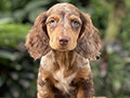 For Sale Puppy Long Hair Miniature Dachshund