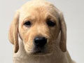 For Sale High Quality Labrador Retriever