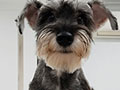 Dijual Puppy Mini Schnauzer Salt & Pepper