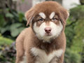 For Sale Puppy Male Alaskan Malamute