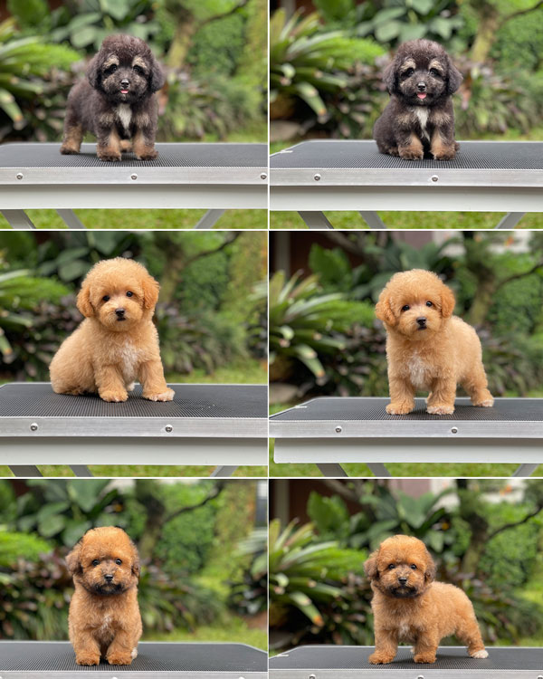 Puppy Tiny Male Apricot & Phantom Silver Poodle