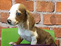 Dijual 12 Ekor Tekel Puppies