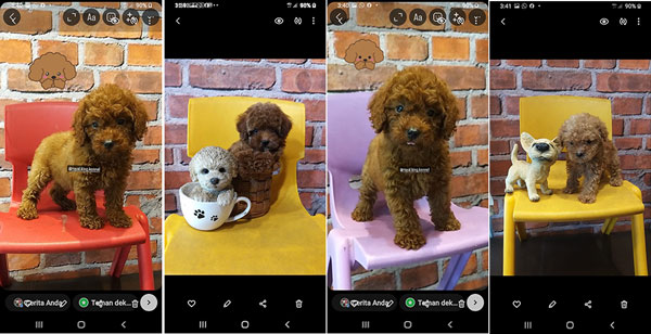 Dijual 12 Ekor Poodle Puppies