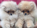 Jual Anakan Pomeranian Jantan