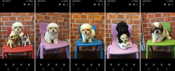 Dijual 12 ekor Maltipoo Puppies
