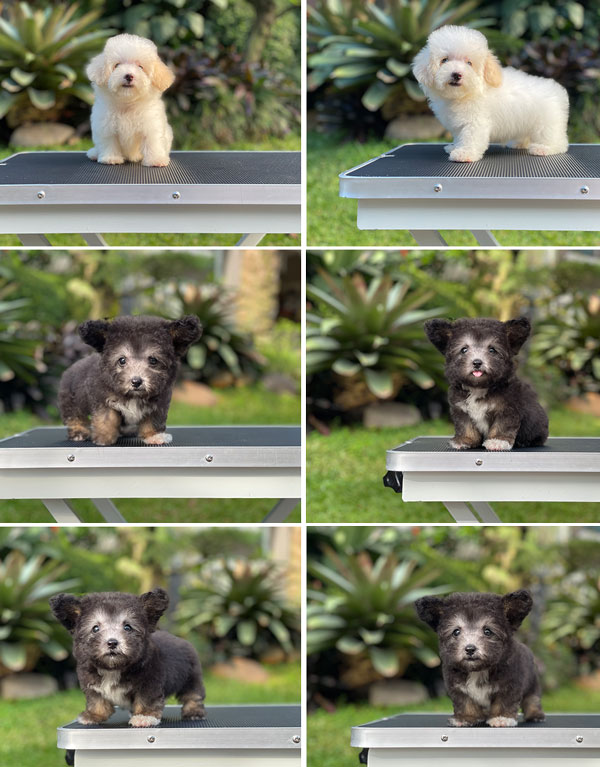 Puppy Teacup Phantom Silver White Toy Poodle