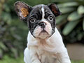 For Sale Puppy Male Female French Bulldog
