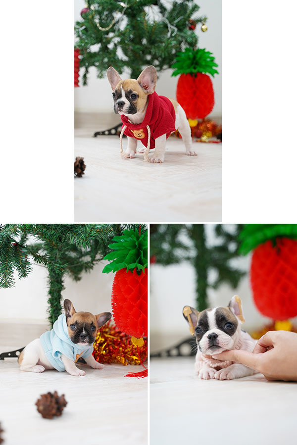Female French Bulldog Puppies Bloodline Champion