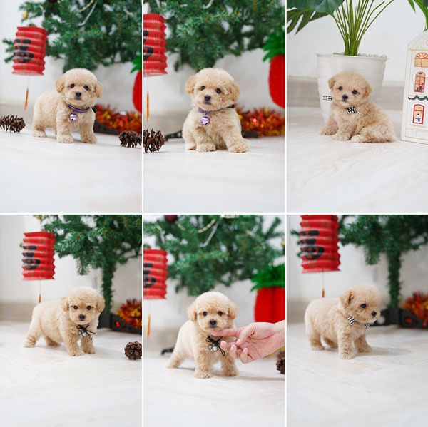 Tiny Toy Poodle Puppy Korean Look Fawn Apricot