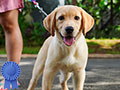 Jual Labrador Retriever 