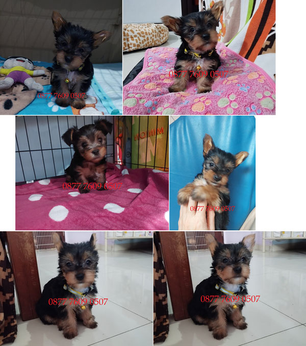 Jual 2 Ekor Yorkie Betina