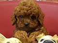 Dijual 12 Ekor Poodle Puppies