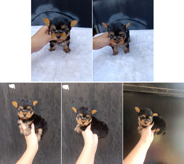 Dijual Anakan Yorkie Male & Female