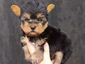 Dijual Anakan Yorkie Male & Female