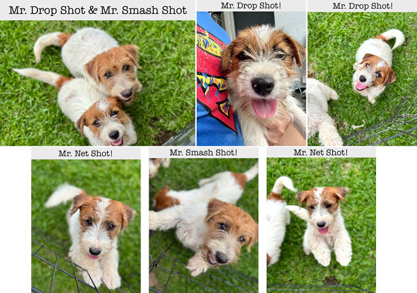 Jack Russell Terrier