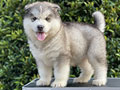 For Sale Puppy Male & Female Alaskan Malamute