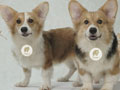 Jual 2 Ekor Pembroke Welsh Corgi