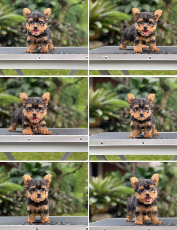 For Sale Puppy Super Mini Male Yorkshire Terrier