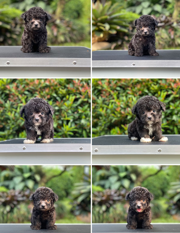 Puppy Tea Cup Male & Female Silver Poodle
