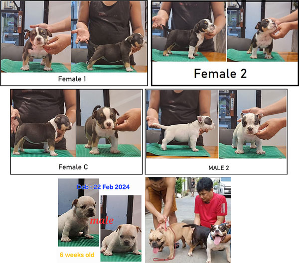 American Bully Puppy For Sale