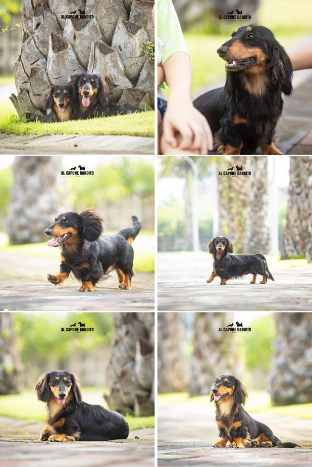 Adorable Longhair Dachshund Adult For Sale