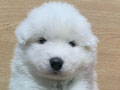 Open Booking Samoyed Puppies High Quality