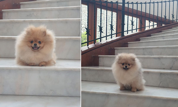 Jual 2 Ekor Anakan Pomeranian Jantan