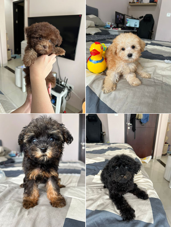 Dijual 4 Puppy Poodle