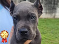 Superb Quality Cane Corso Puppies & Young Adult