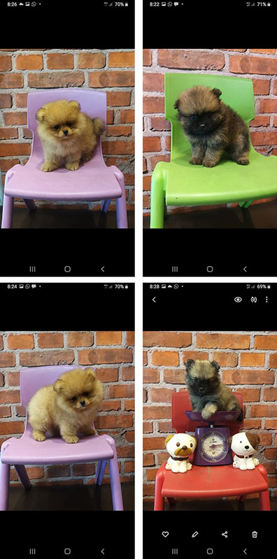 Dijual 8 Ekor Pomeranian Puppies