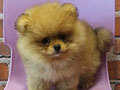 Dijual 8 Ekor Pomeranian Puppies
