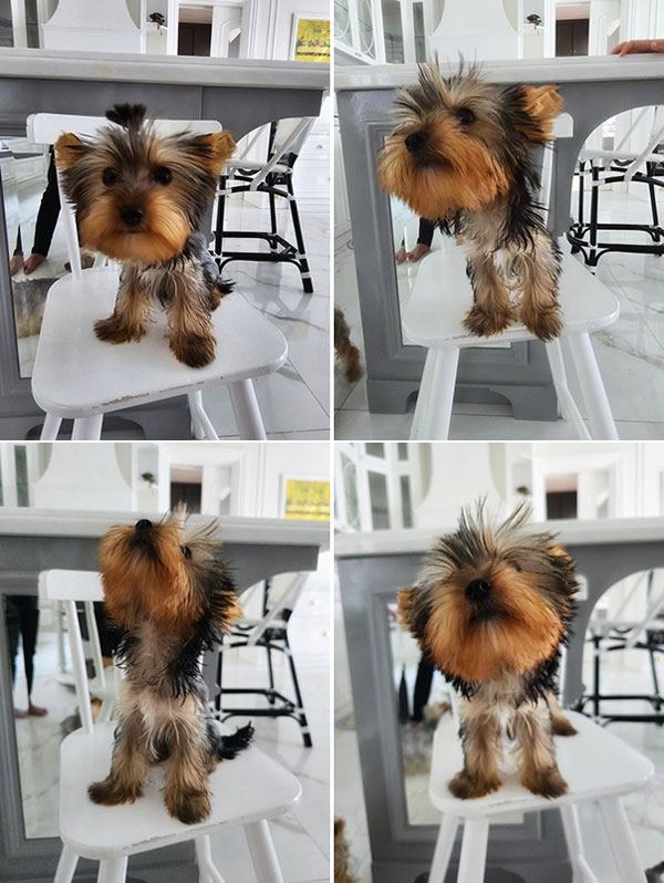 For Sale 1 Ekor Male Yorkshire Teacup