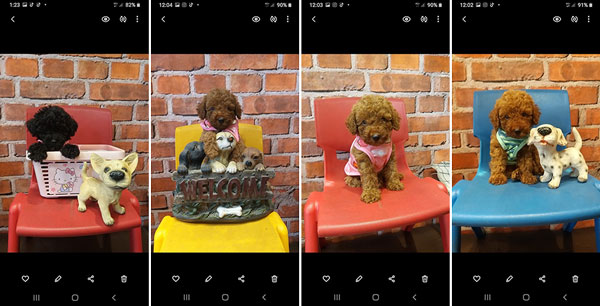 Jual Poodle Super Murah
