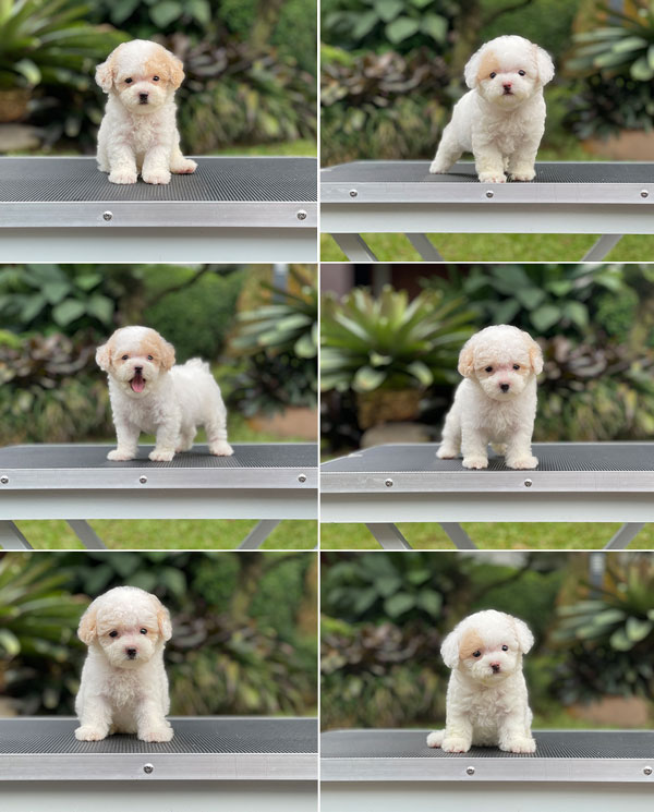 For Sale Puppy Parti Fawn Poodle