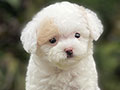 For Sale Puppy Parti Fawn Poodle