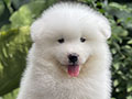 For Sale Samoyed Puppies Male 