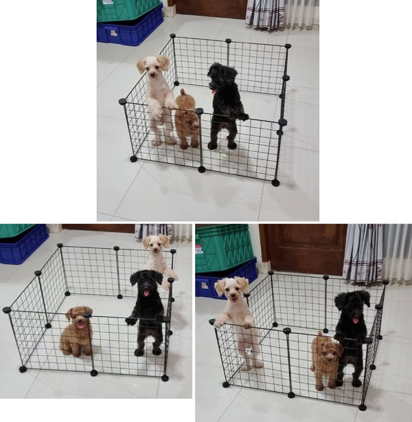 Jual 5 Ekor Anjing Poodle