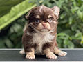 For Sale Puppies Male Female Long Coat Chihuahua