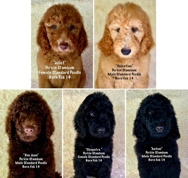Standard Poodle - Show Quality - Gr CH Imported Bloodline