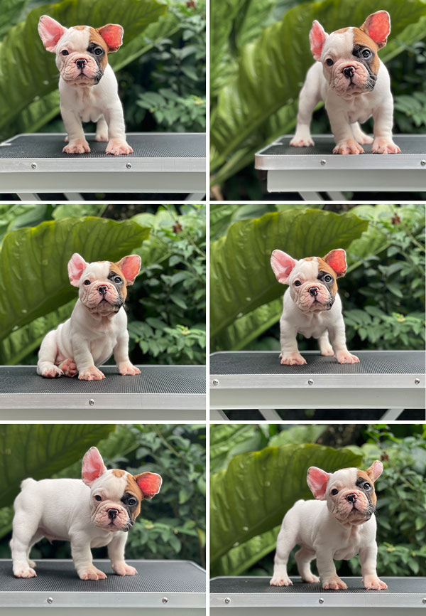 For Sale Puppies Male French Bulldog